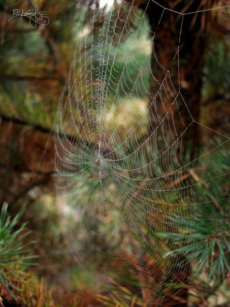 Фотовиставка Тетяни Должко